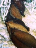 Aplysia&nbsp;depilans